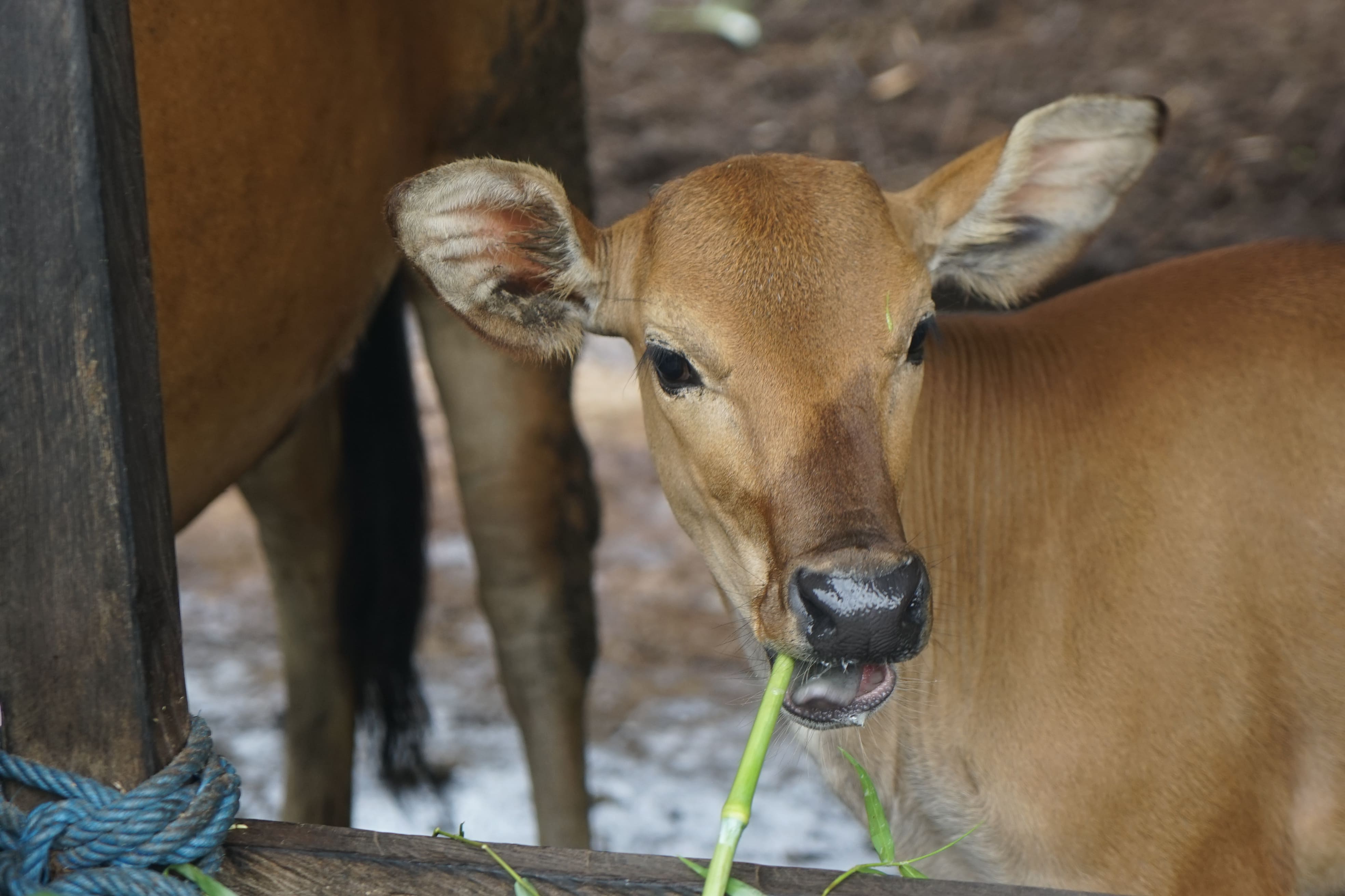 [ganti nama sapi]